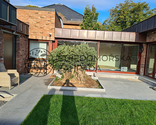 Olivovníky Praha a okolí