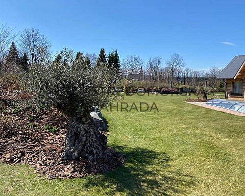 Olivovníky na Bruntálsku