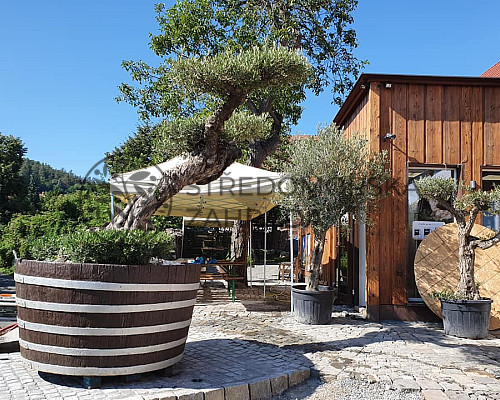 Olivovník v restauraci Tilak Střílky